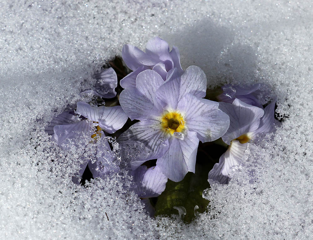 Изображение особи Primula vulgaris.