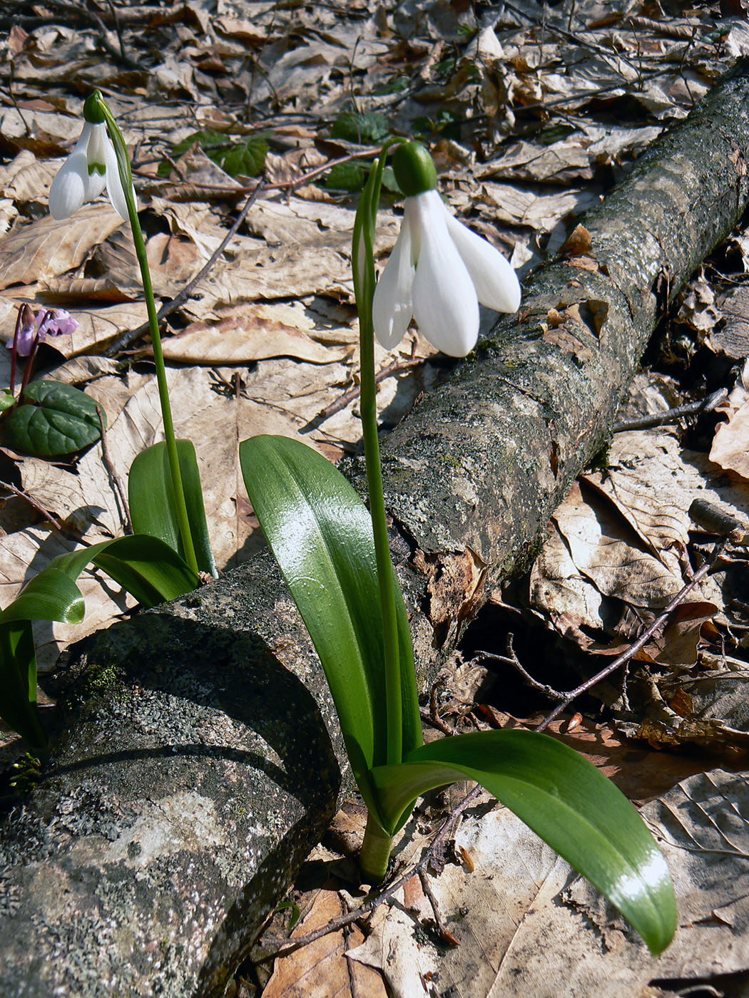 Изображение особи Galanthus woronowii.