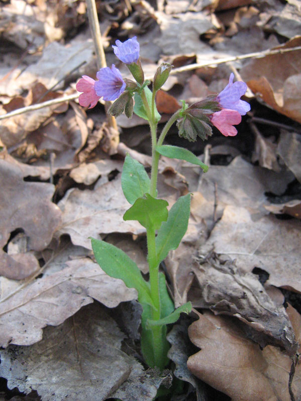 Image of Pulmonaria obscura specimen.