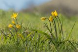 Tulipa biebersteiniana