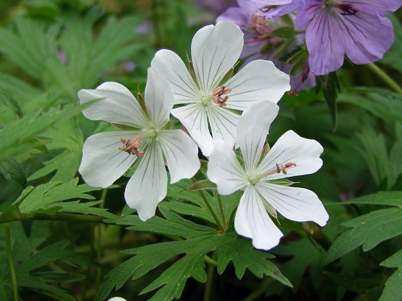 Изображение особи Geranium erianthum.