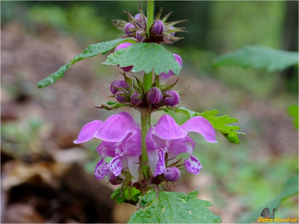 Image of Lamium maculatum specimen.