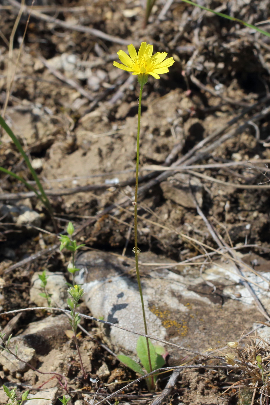 Image of Lagoseris sancta specimen.