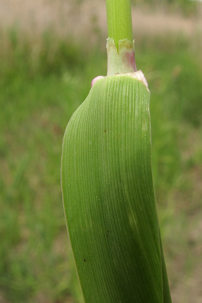 Изображение особи Alopecurus arundinaceus.