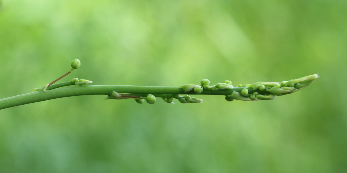 Изображение особи Asparagus officinalis.