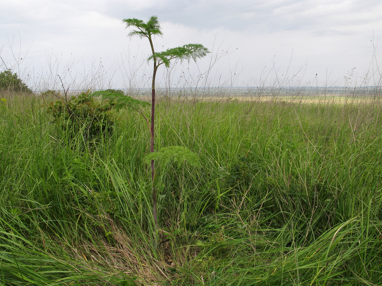 Изображение особи Chaerophyllum bulbosum.