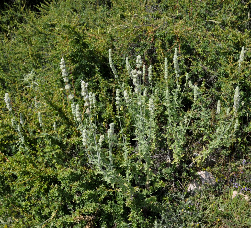 Изображение особи Nepeta argolica ssp. malacotrichos.