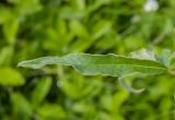 Aconogonon alpinum