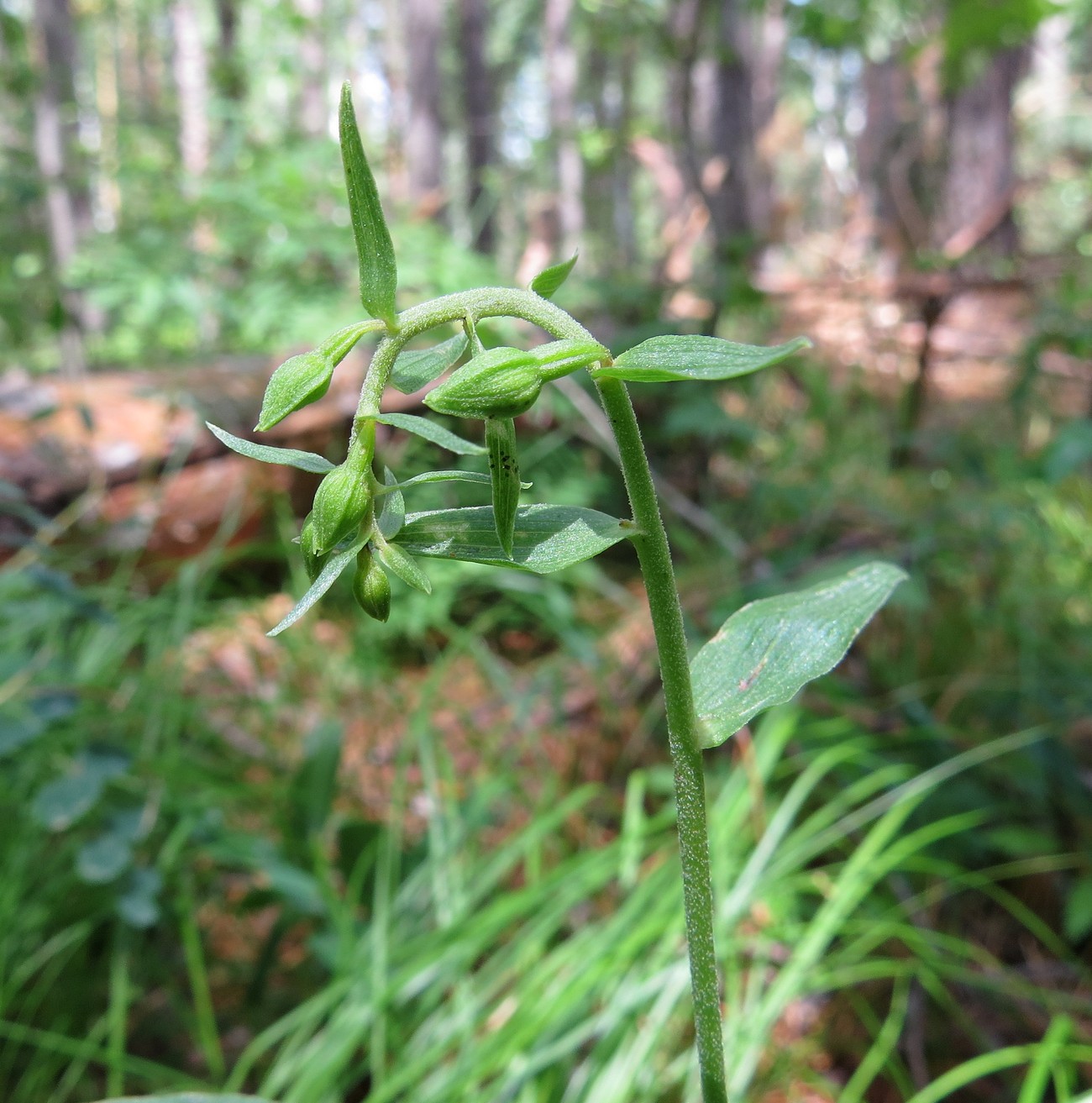 Image of Epipactis helleborine specimen.