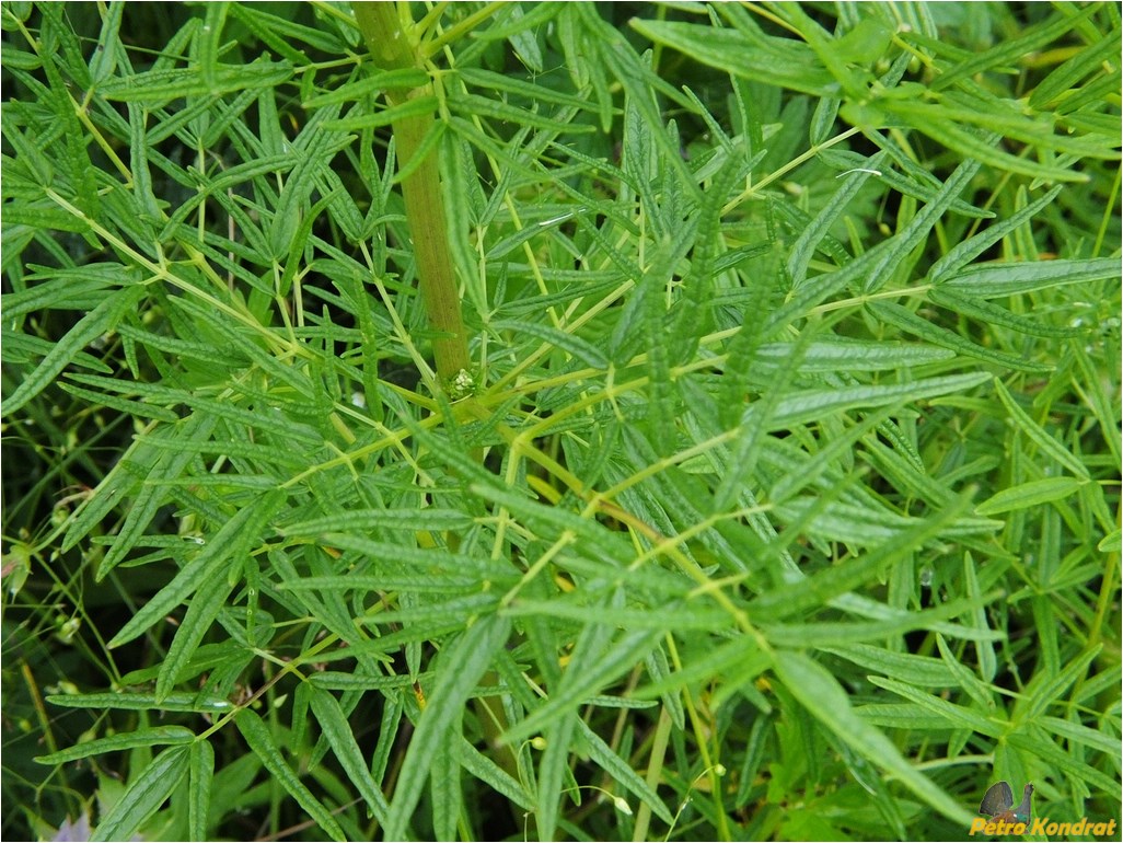 Image of Thalictrum lucidum specimen.