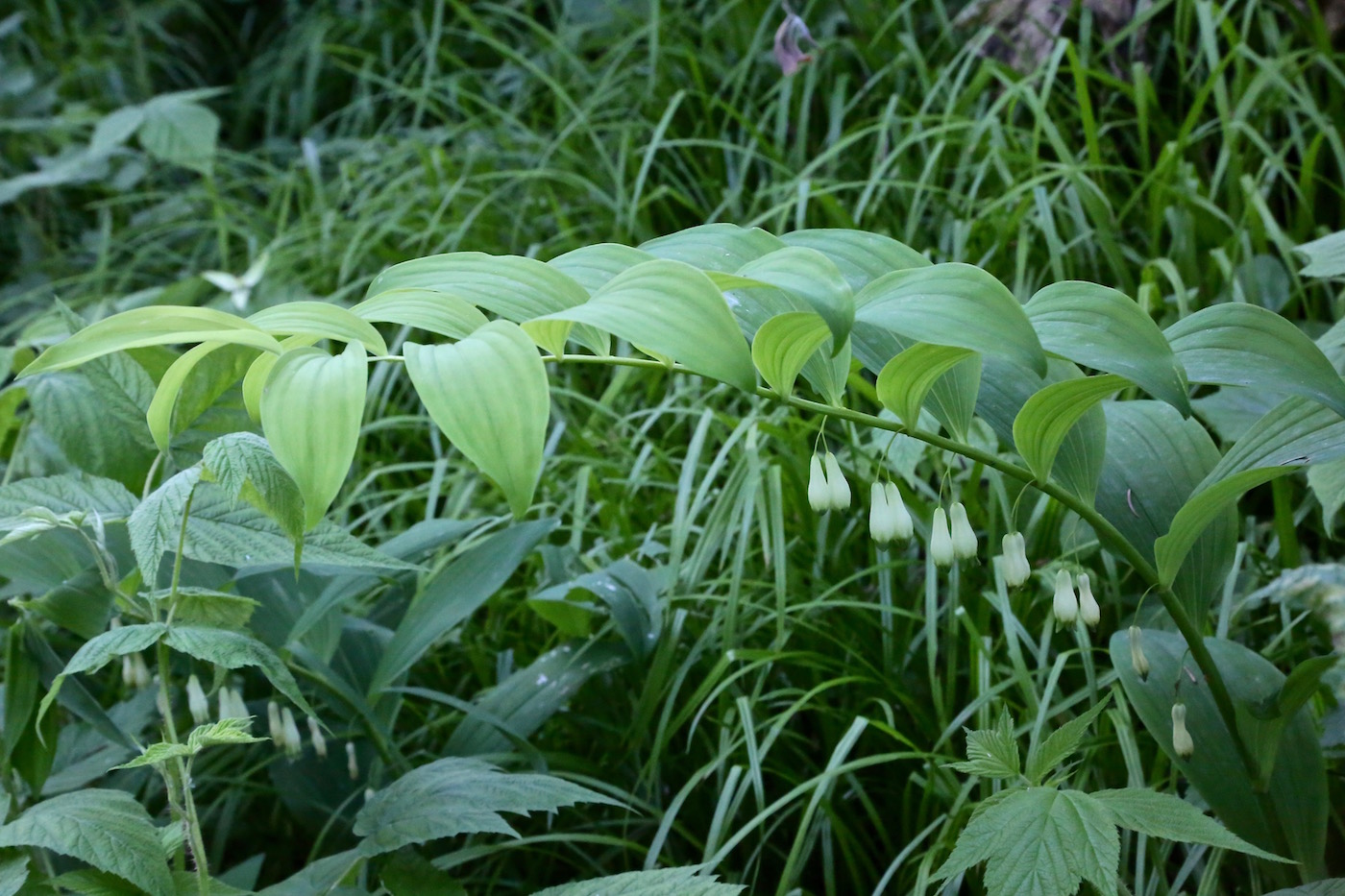 Изображение особи Polygonatum maximowiczii.