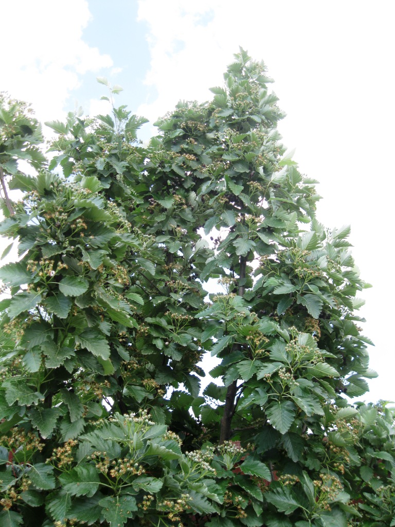 Image of Sorbus intermedia specimen.