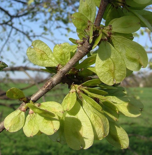 Image of Ulmus minor specimen.