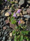 Galeopsis ladanum
