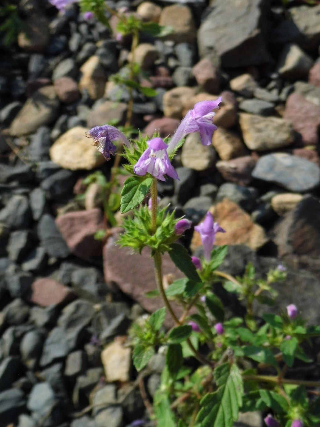 Изображение особи Galeopsis ladanum.