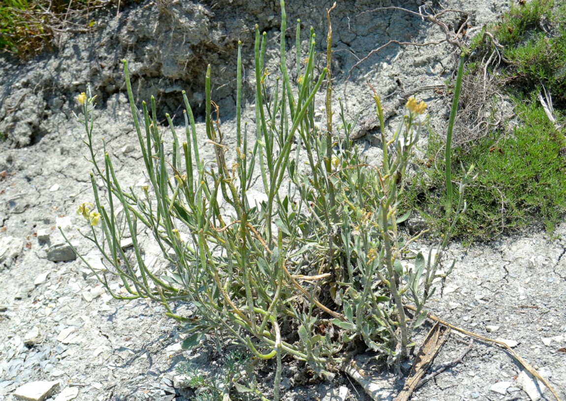 Image of Matthiola odoratissima specimen.