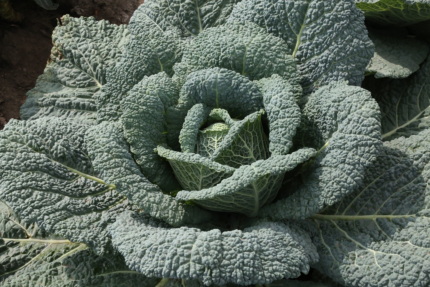 Изображение особи Brassica oleracea var. sabauda.