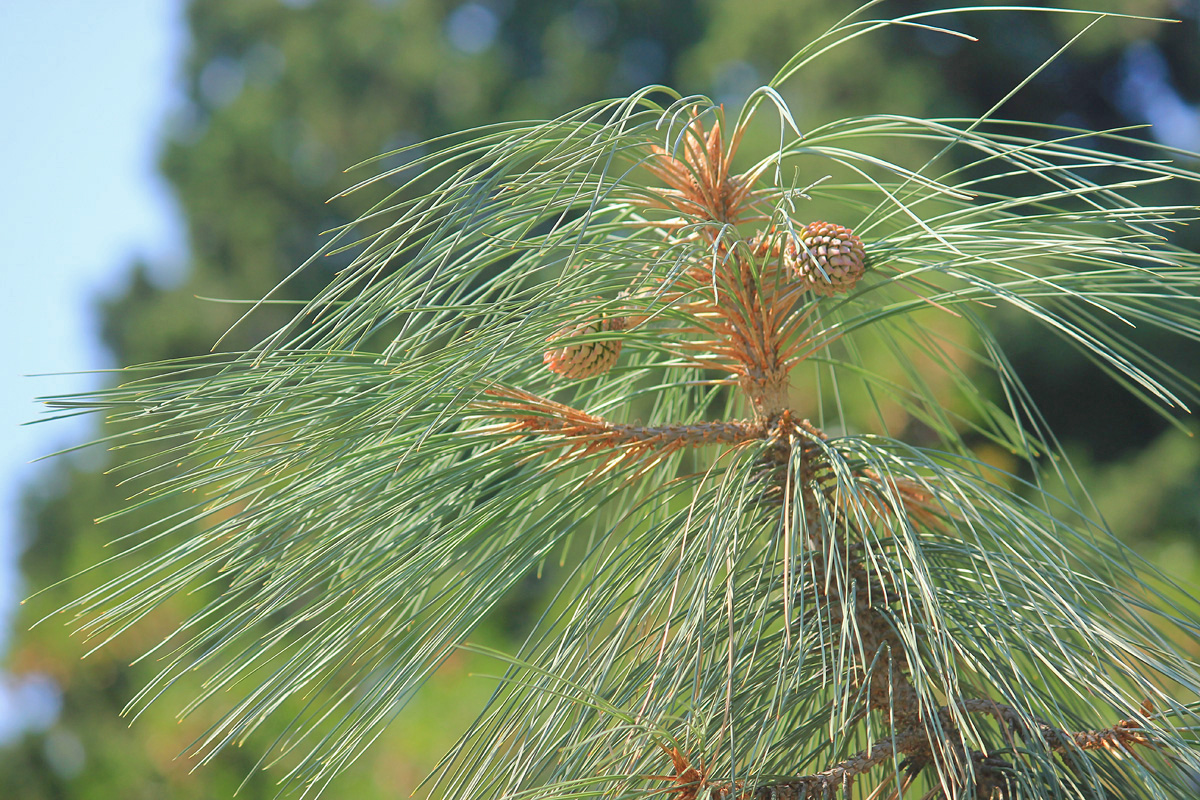 Изображение особи Pinus sabiniana.