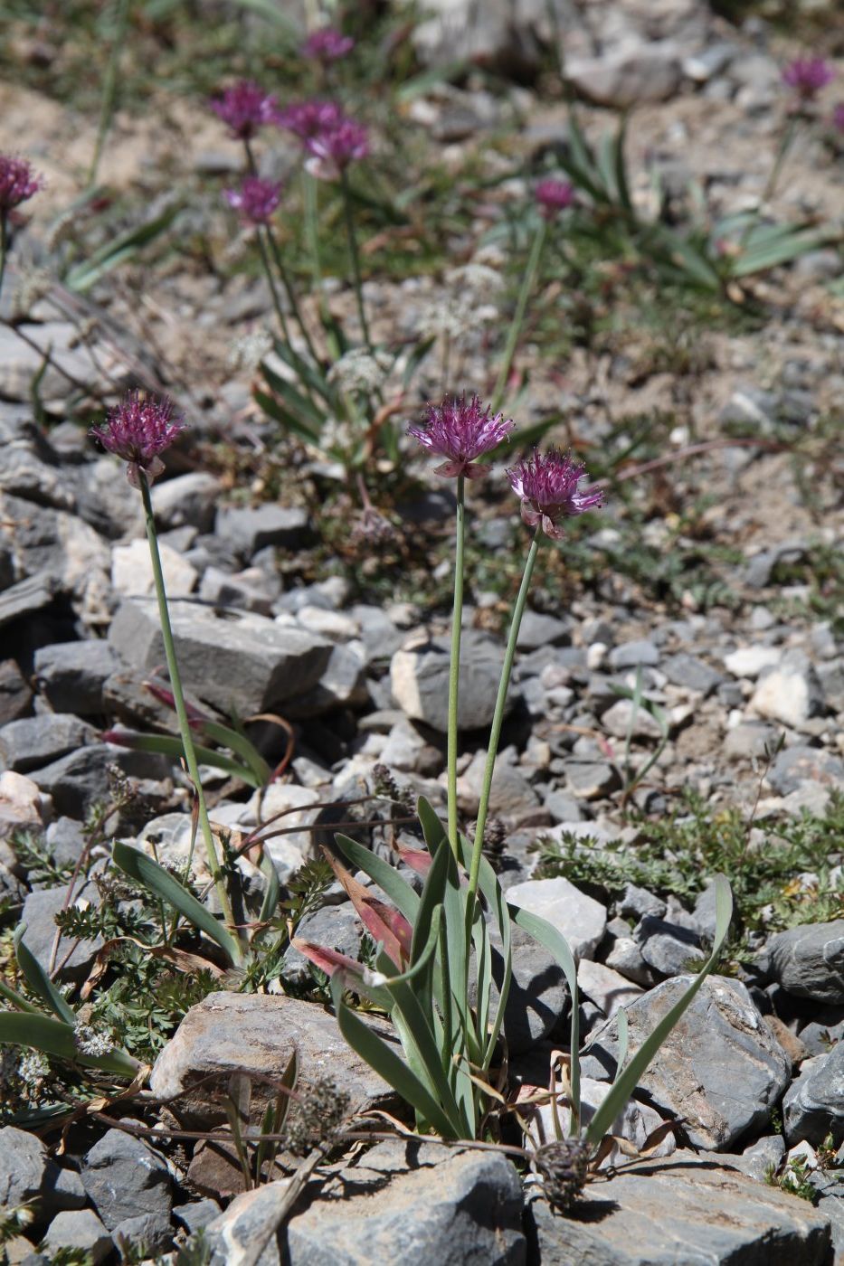 Изображение особи Allium carolinianum.