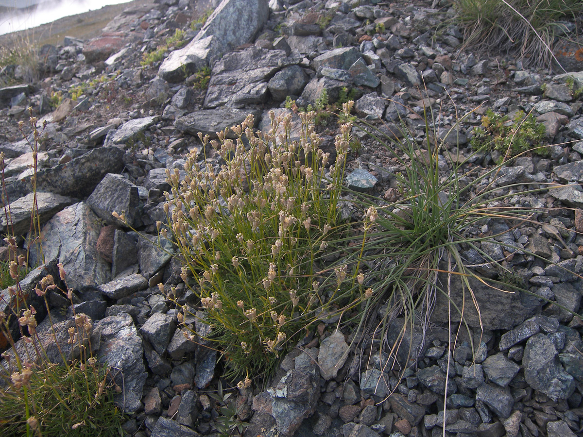 Изображение особи Silene dianthoides.