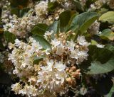 Dombeya rotundifolia