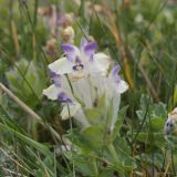 Scutellaria oligodonta