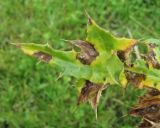 Cirsium elbrusense. Верхушка листа с поражениями. Кабардино-Балкария, Эльбрусский р-н, окр. пос. Эльбрус, ок. 1900 м н.у.м, сыроватое место на склоне горы. 29.07.2017.