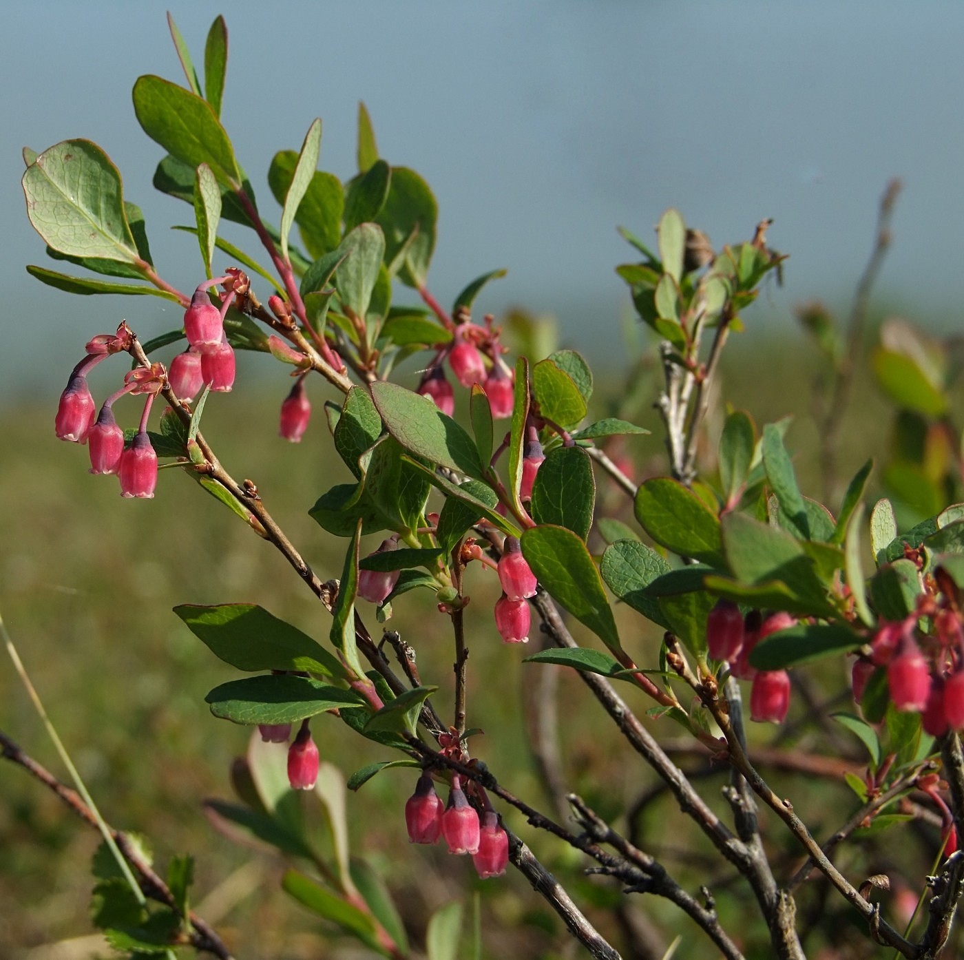 Изображение особи Vaccinium uliginosum.