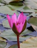 Nymphaea odorata