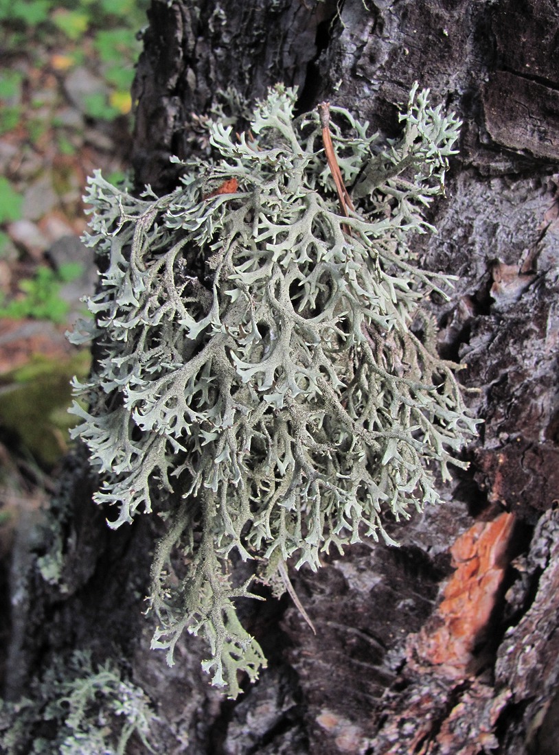Image of Pseudevernia furfuracea specimen.
