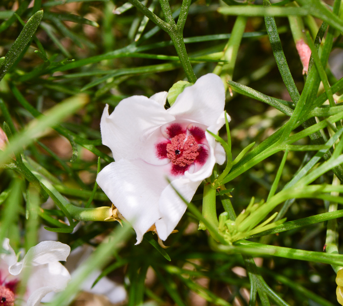 Image of Alyogyne hakeifolia specimen.