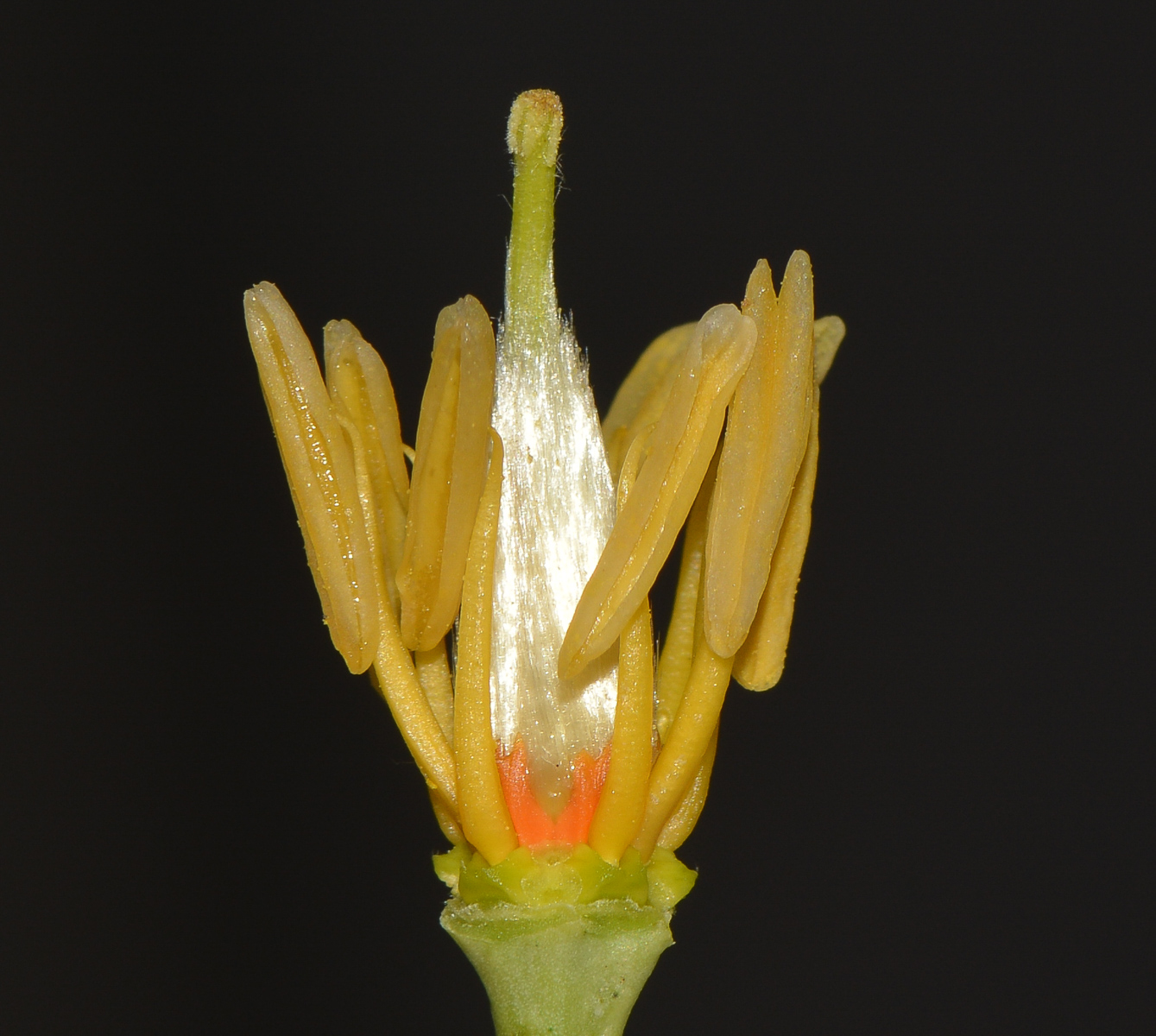 Image of Sisyndite spartea specimen.