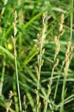 Carex canescens