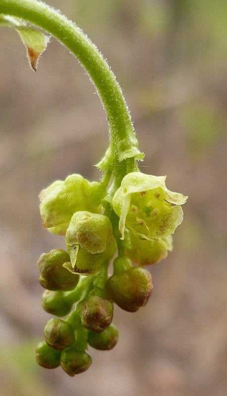 Image of Ribes spicatum specimen.