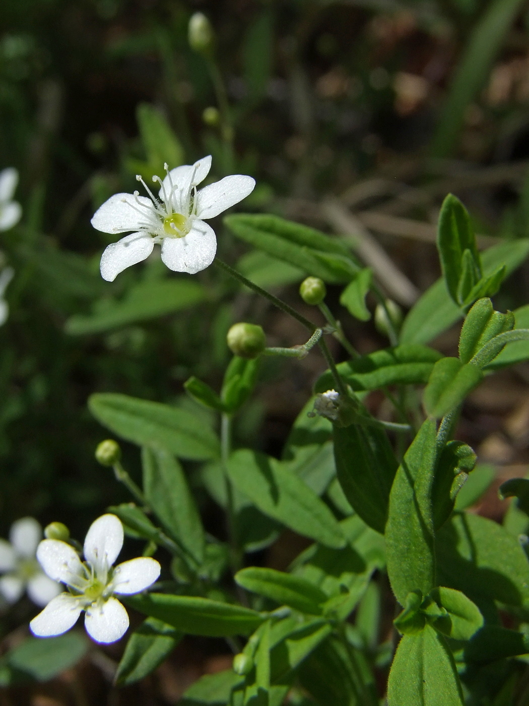 Изображение особи Moehringia lateriflora.