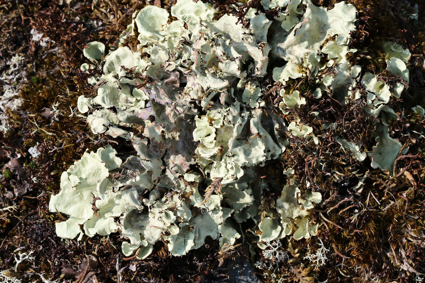 Image of Nephroma arcticum specimen.