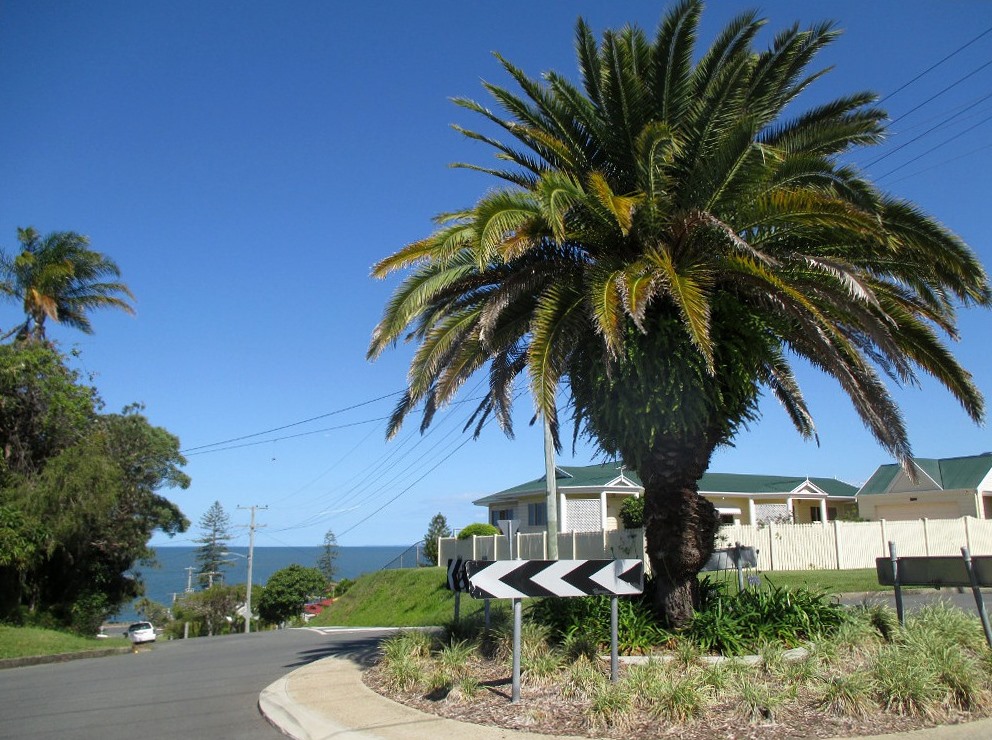 Изображение особи Phoenix canariensis.