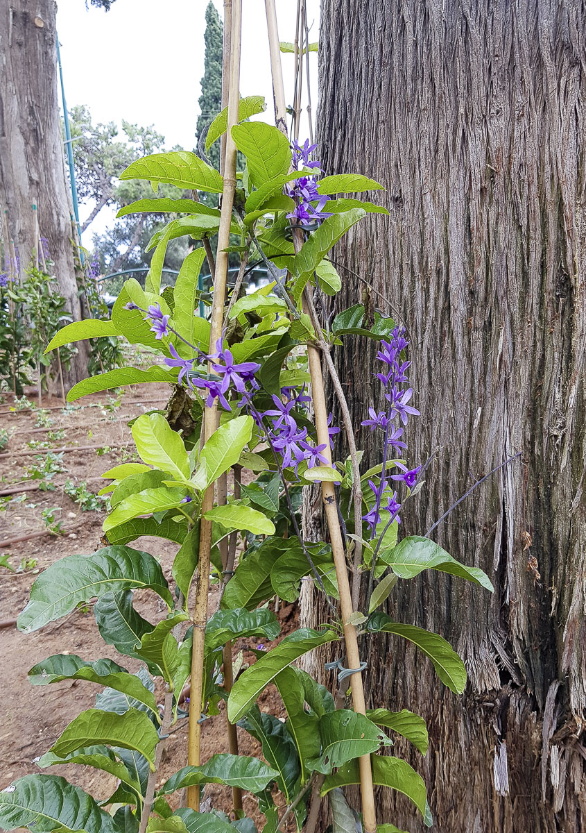 Изображение особи Petrea volubilis.