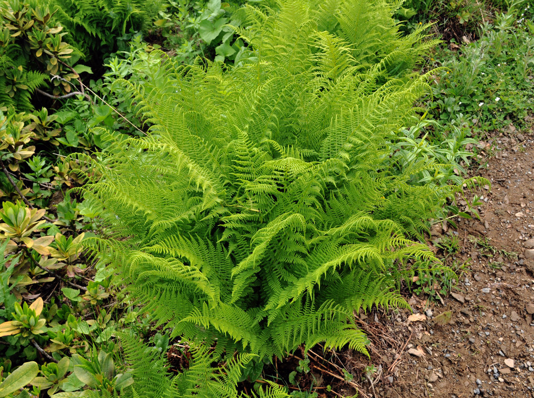 Изображение особи Athyrium distentifolium.