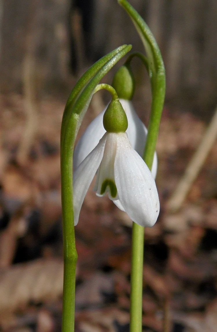 Изображение особи Galanthus alpinus.