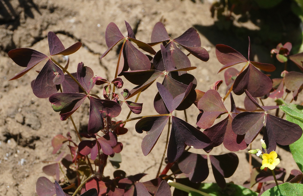 Изображение особи Oxalis stricta.