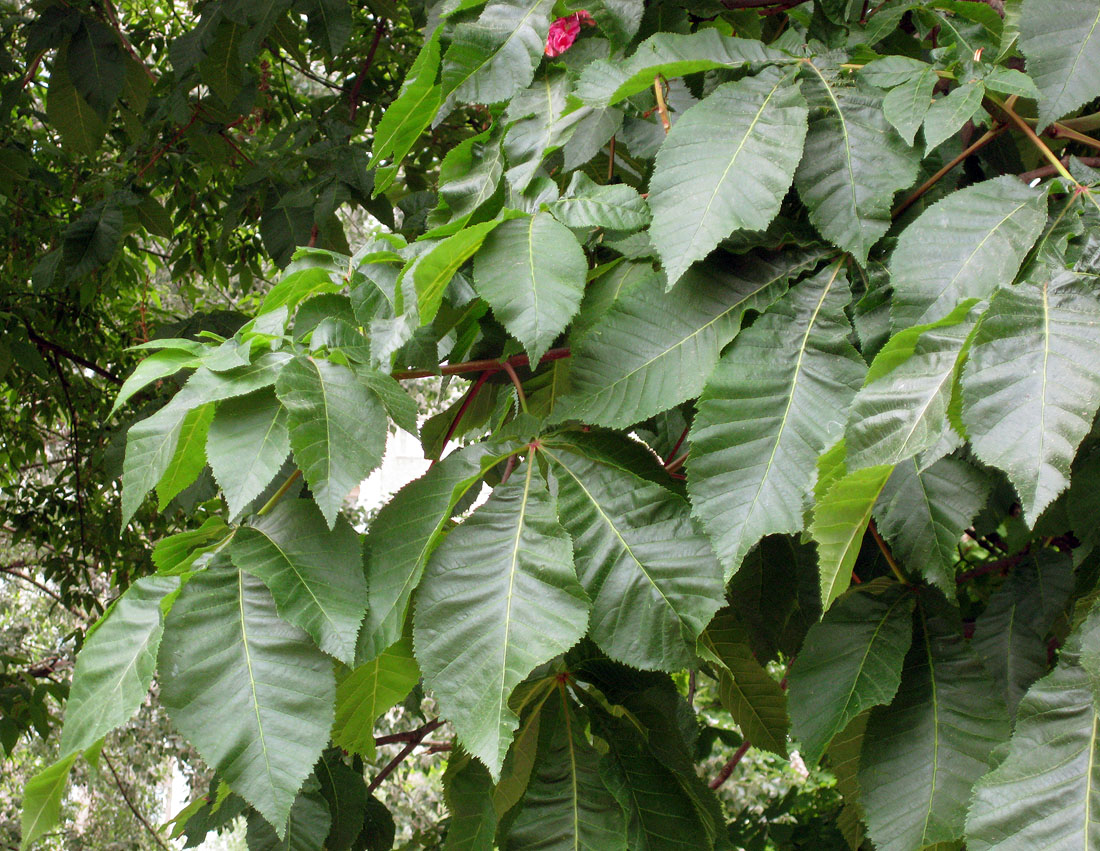 Image of Aesculus &times; carnea specimen.