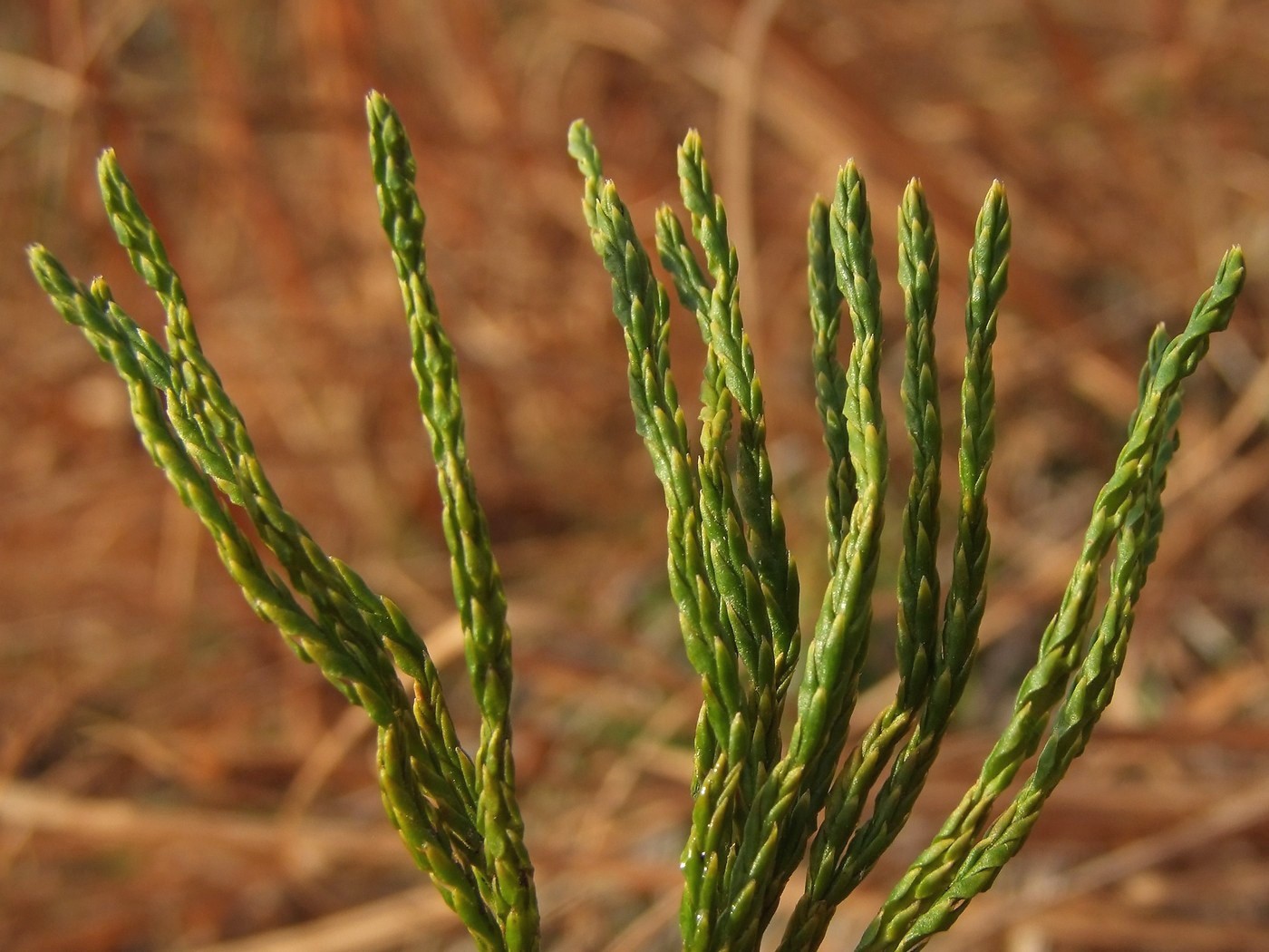 Изображение особи Diphasiastrum alpinum.