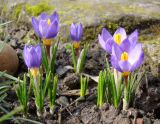 Crocus sieberi ssp. sublimis