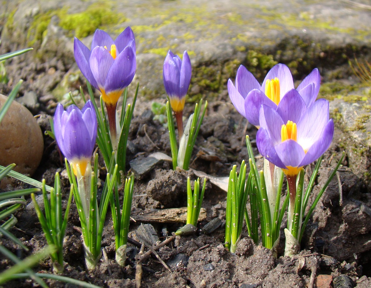 Изображение особи Crocus sieberi ssp. sublimis.