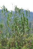 Sobralia dichotoma