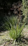 genus Eryngium