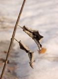 Saussurea controversa. Часть сухого прошлогоднего побега с листьями (частично адаксиальная и абаксиальная стороны). Средний Урал, Пермский край, Кунгурский р-н, правый берег р. Сылва, каменистый южный склон камня Межевой. 7 апреля 2018 г.