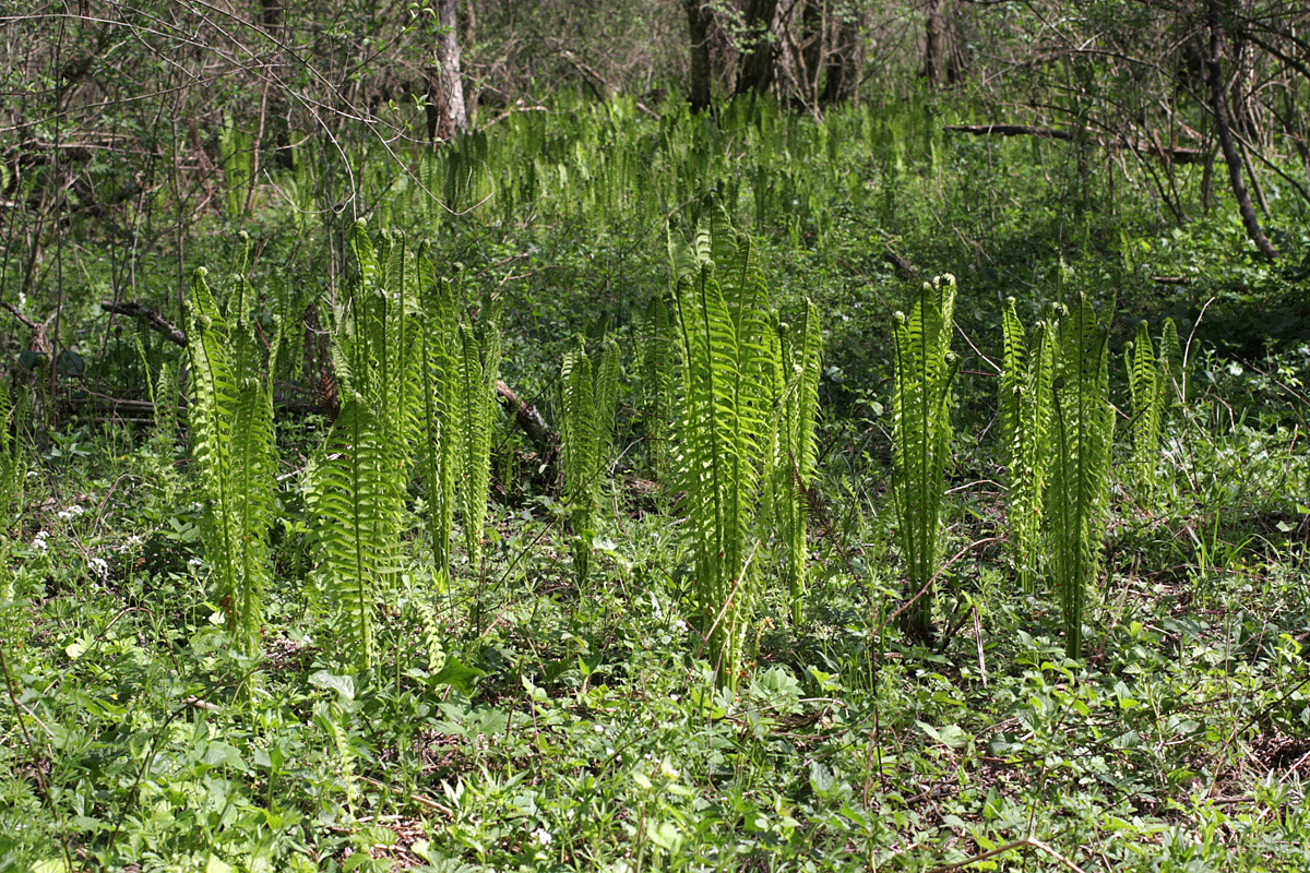 Image of Matteuccia struthiopteris specimen.