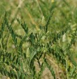 Astragalus onobrychis